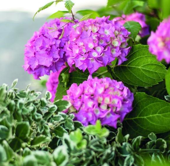 Hotel Garni Alpenblick