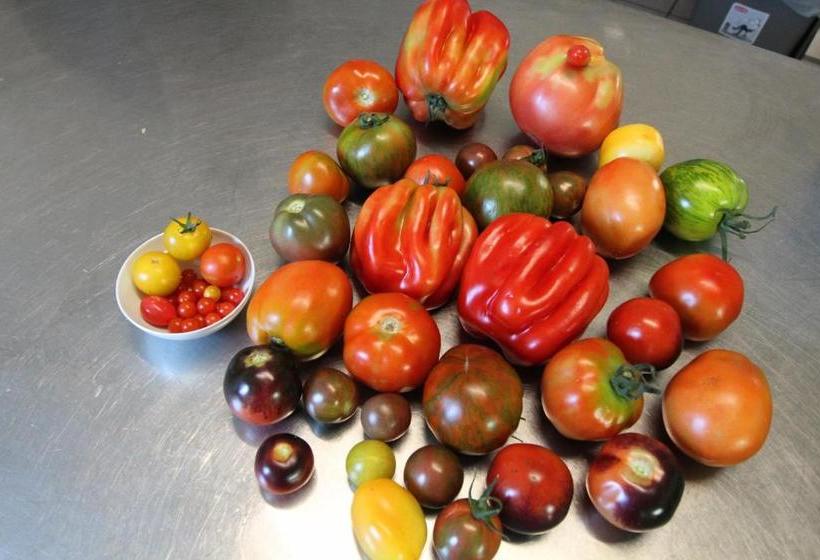 בית מלון כפרי Gasthof Opel