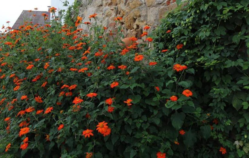 בית מלון כפרי Gasthof Opel