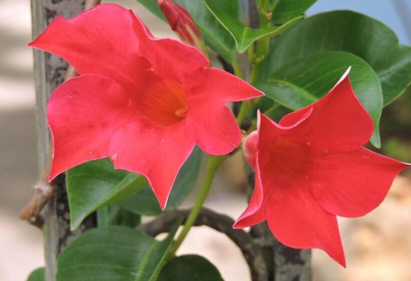 Hotel Kubba Roonga Guesthouse Boutique Luxury Peaceful Stay & Gardens Breakfast Included