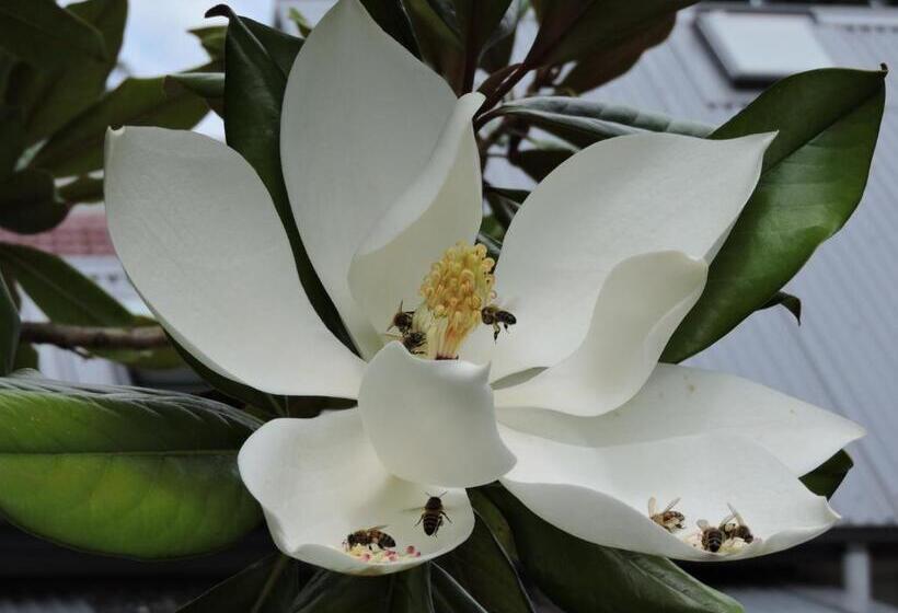 Hotel Kubba Roonga Guesthouse Boutique Luxury Peaceful Stay & Gardens Breakfast Included