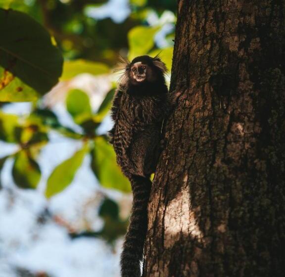 호텔 Pousada Sonho Verde