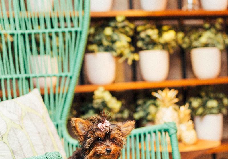 هتل Yoo2 Rio De Janeiro, Tapestry Collection By Hilton