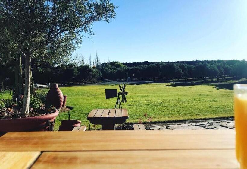 Olive Grove Guest Farm