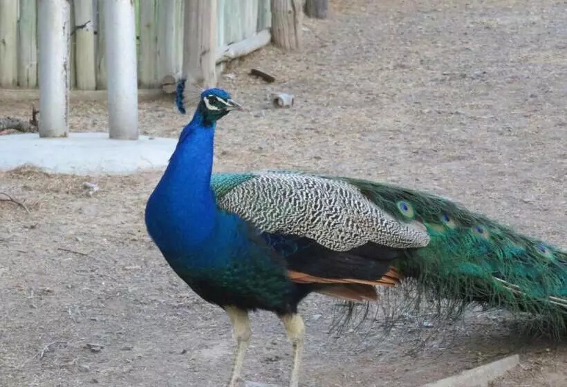 Olive Grove Guest Farm