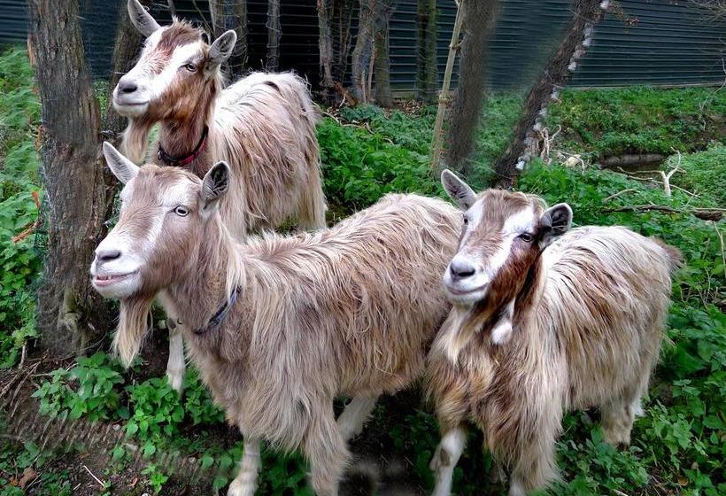 Castle Farmhouse Bed And Breakfast