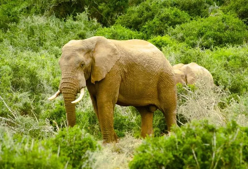 ペンション Addo African Home