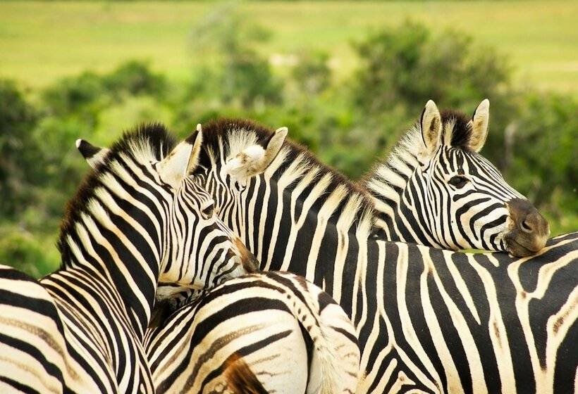 Pension Addo African Home