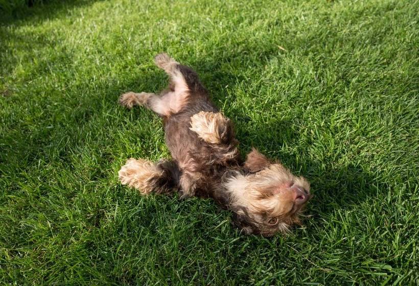 פונדק Villa Olivo