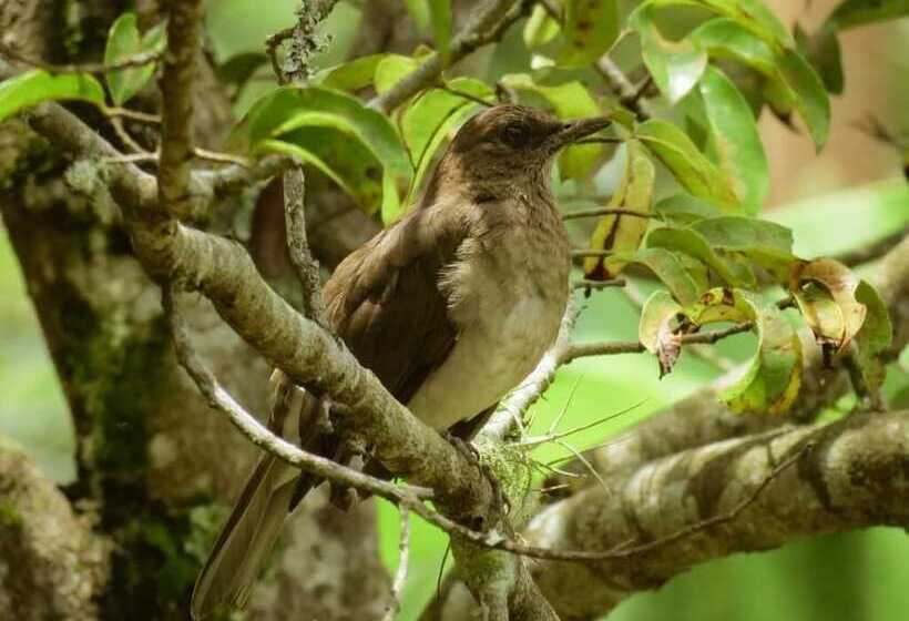 בית מלון כפרי Cerro Tusa Springs