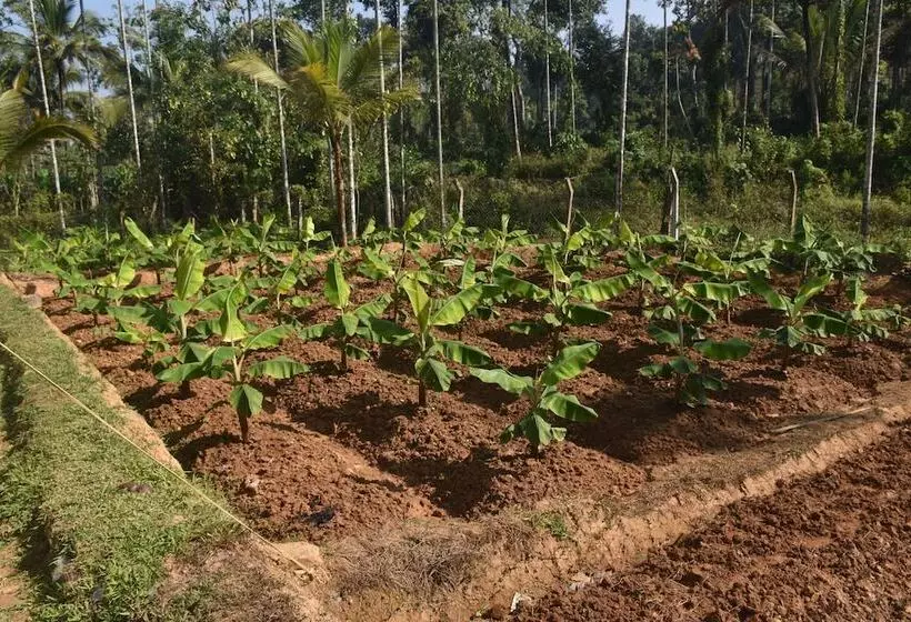 ホテル Jeevess Wellness Resort