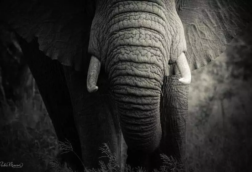 Hotelli Sungulwane Private Game Lodge