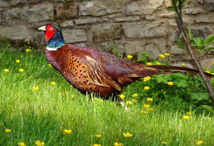 Black Burn Lodge B & B