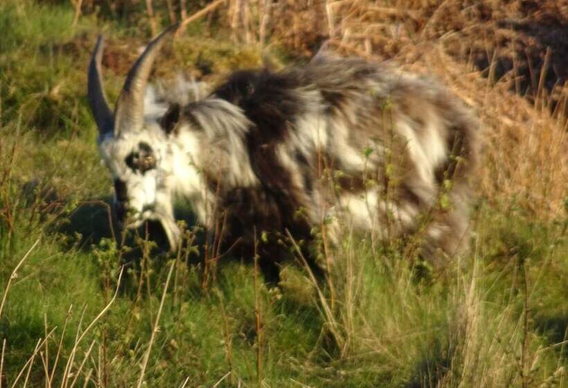 Black Burn Lodge B & B