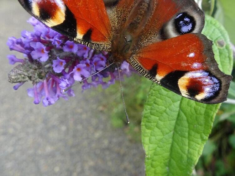 Black Burn Lodge B & B