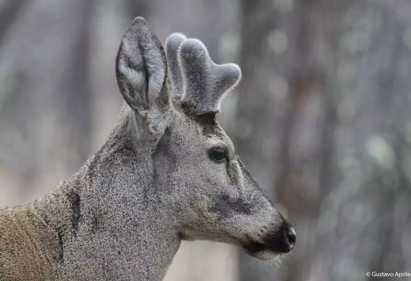 ホテル Refugio De Glaciares