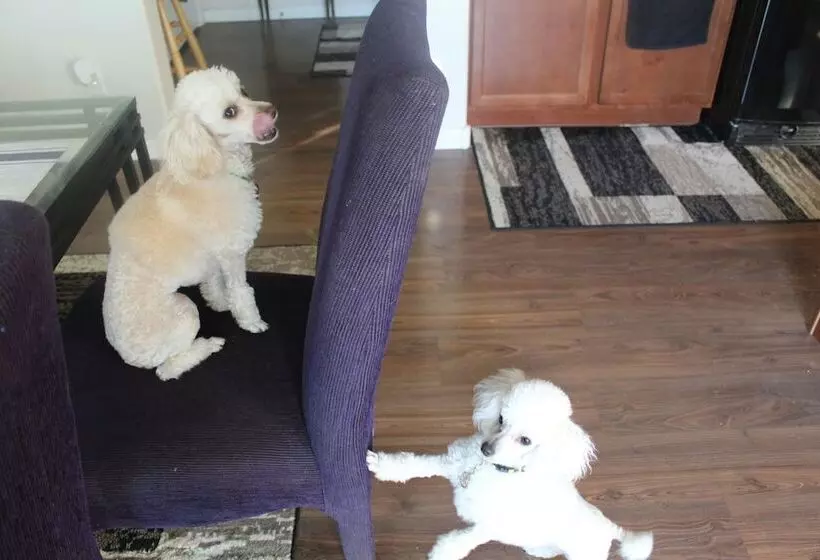 Aamiaismajoitus (B&B) Ric S Place