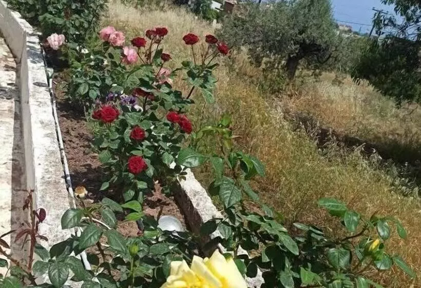 ホテル Panorama