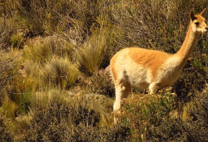 Bed & Breakfast La Paleta Del Pintor Hosteria