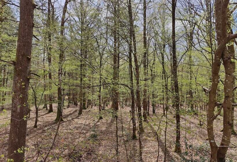 Hotel Sublimes Hébergements En Coeur De Forêt