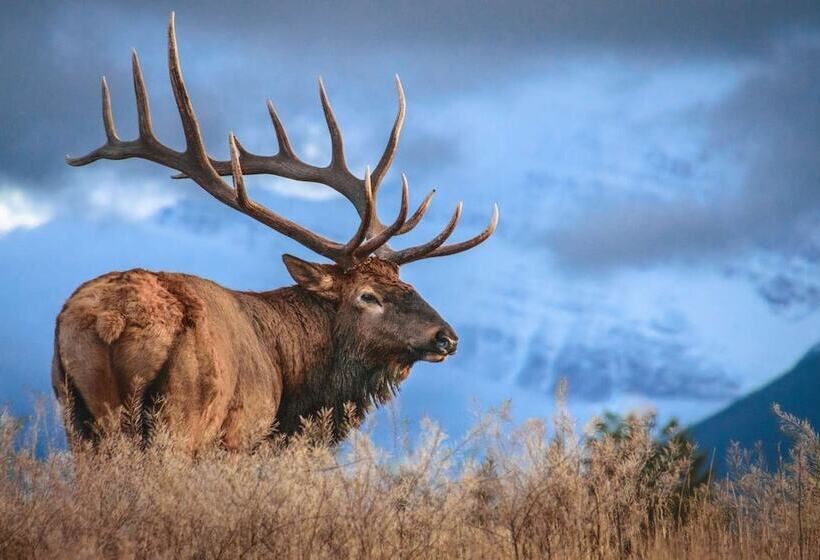 Мотель Going To The Sun Inn & Suites