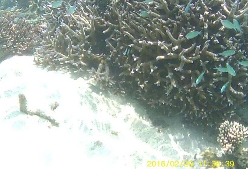 هتل Bahari Lodge, K.kaashidhoo