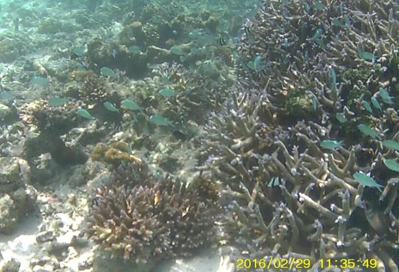 هتل Bahari Lodge, K.kaashidhoo