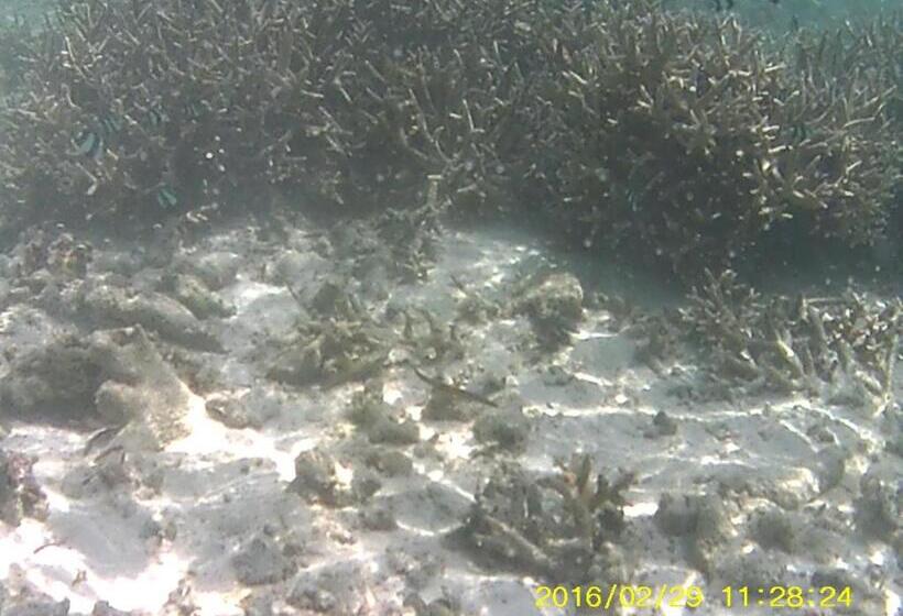 هتل Bahari Lodge, K.kaashidhoo