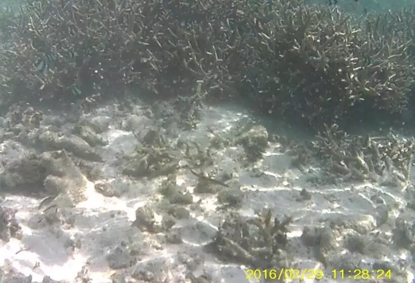 هتل Bahari Lodge, K.kaashidhoo