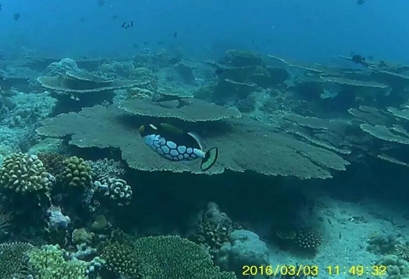 هتل Bahari Lodge, K.kaashidhoo