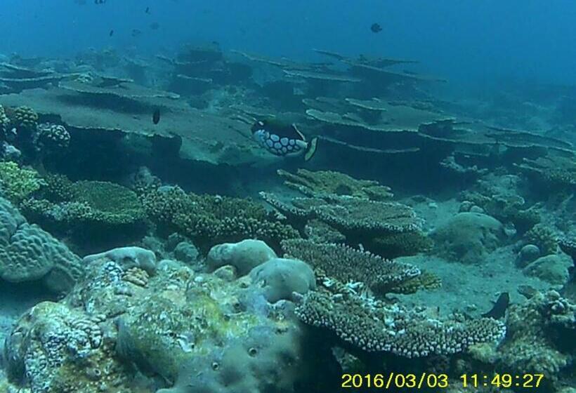هتل Bahari Lodge, K.kaashidhoo
