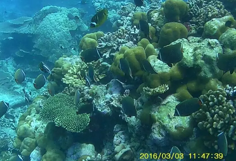 هتل Bahari Lodge, K.kaashidhoo