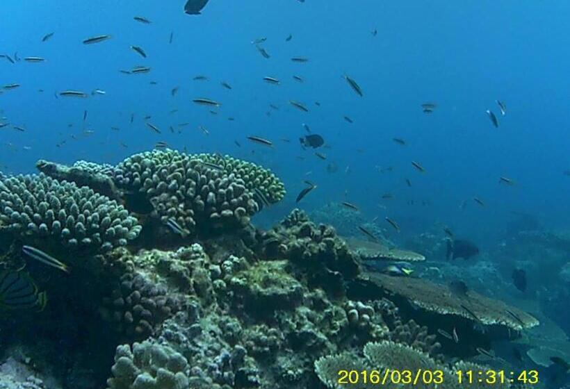 هتل Bahari Lodge, K.kaashidhoo