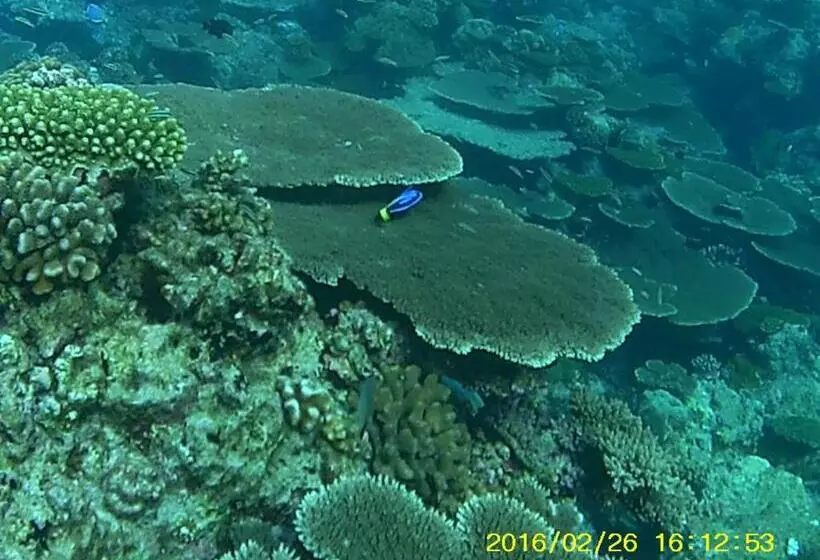 هتل Bahari Lodge, K.kaashidhoo