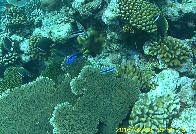 هتل Bahari Lodge, K.kaashidhoo