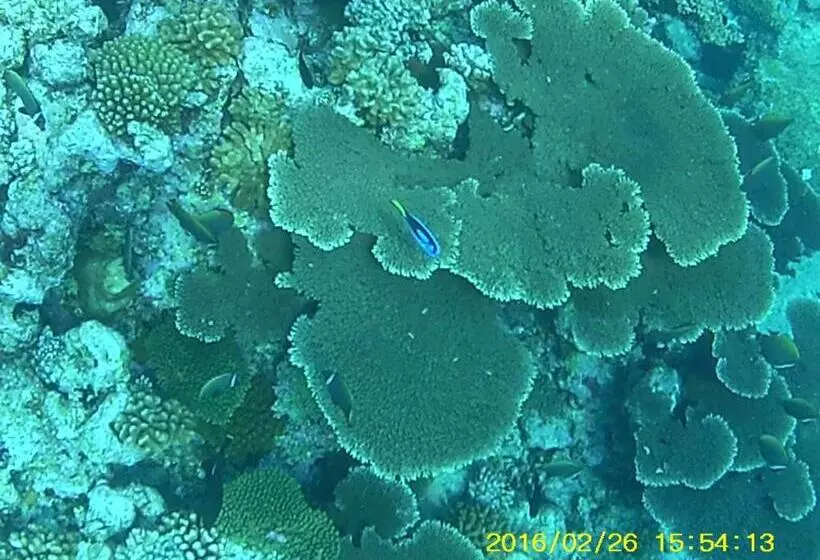 هتل Bahari Lodge, K.kaashidhoo