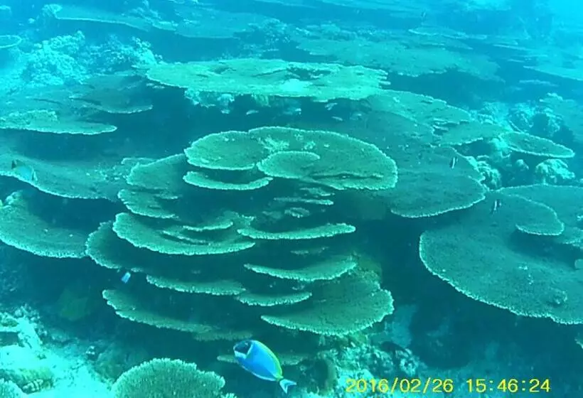 هتل Bahari Lodge, K.kaashidhoo