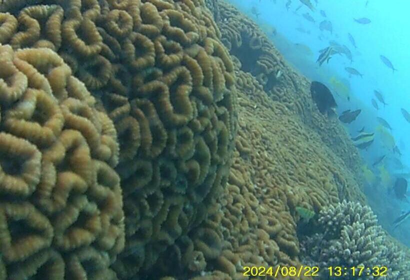 هتل Bahari Lodge, K.kaashidhoo