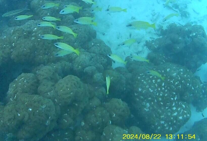 هتل Bahari Lodge, K.kaashidhoo