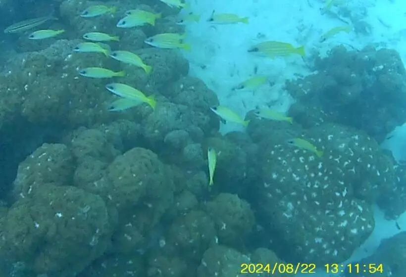 هتل Bahari Lodge, K.kaashidhoo