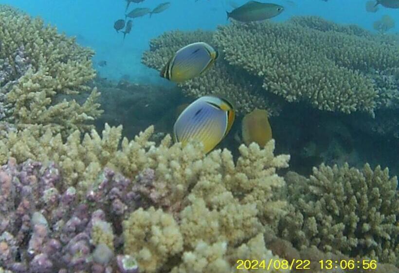 هتل Bahari Lodge, K.kaashidhoo