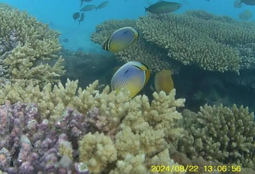 هتل Bahari Lodge, K.kaashidhoo