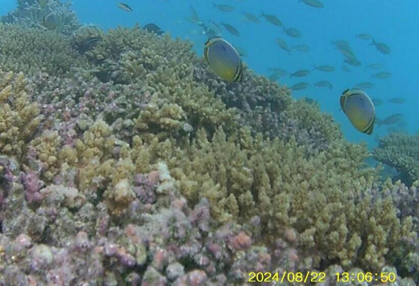 هتل Bahari Lodge, K.kaashidhoo