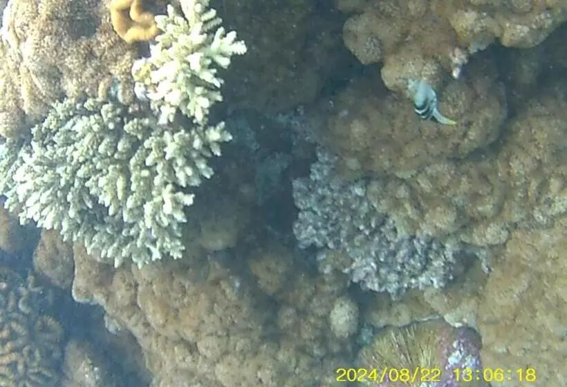 هتل Bahari Lodge, K.kaashidhoo