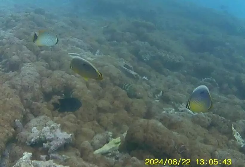 هتل Bahari Lodge, K.kaashidhoo