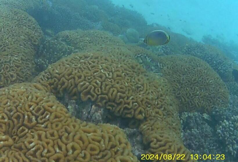 هتل Bahari Lodge, K.kaashidhoo