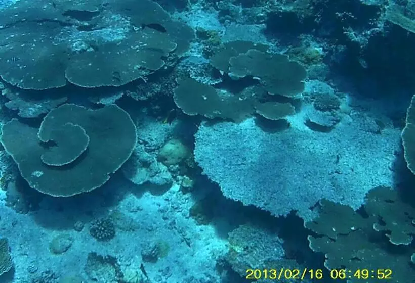 هتل Bahari Lodge, K.kaashidhoo