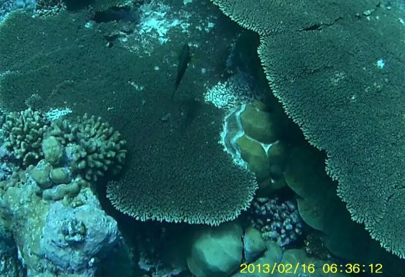 هتل Bahari Lodge, K.kaashidhoo