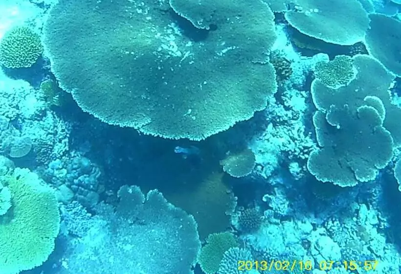 هتل Bahari Lodge, K.kaashidhoo