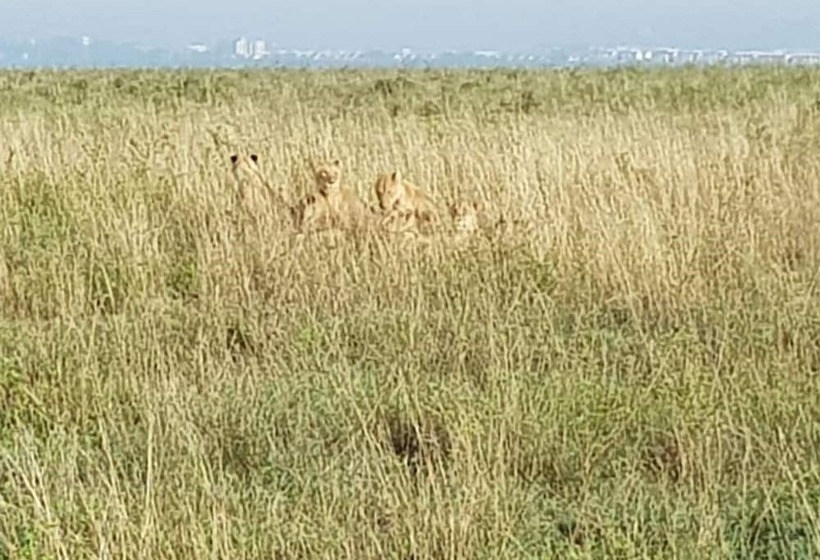 ホテル Ibis Styles Nairobi Westlands